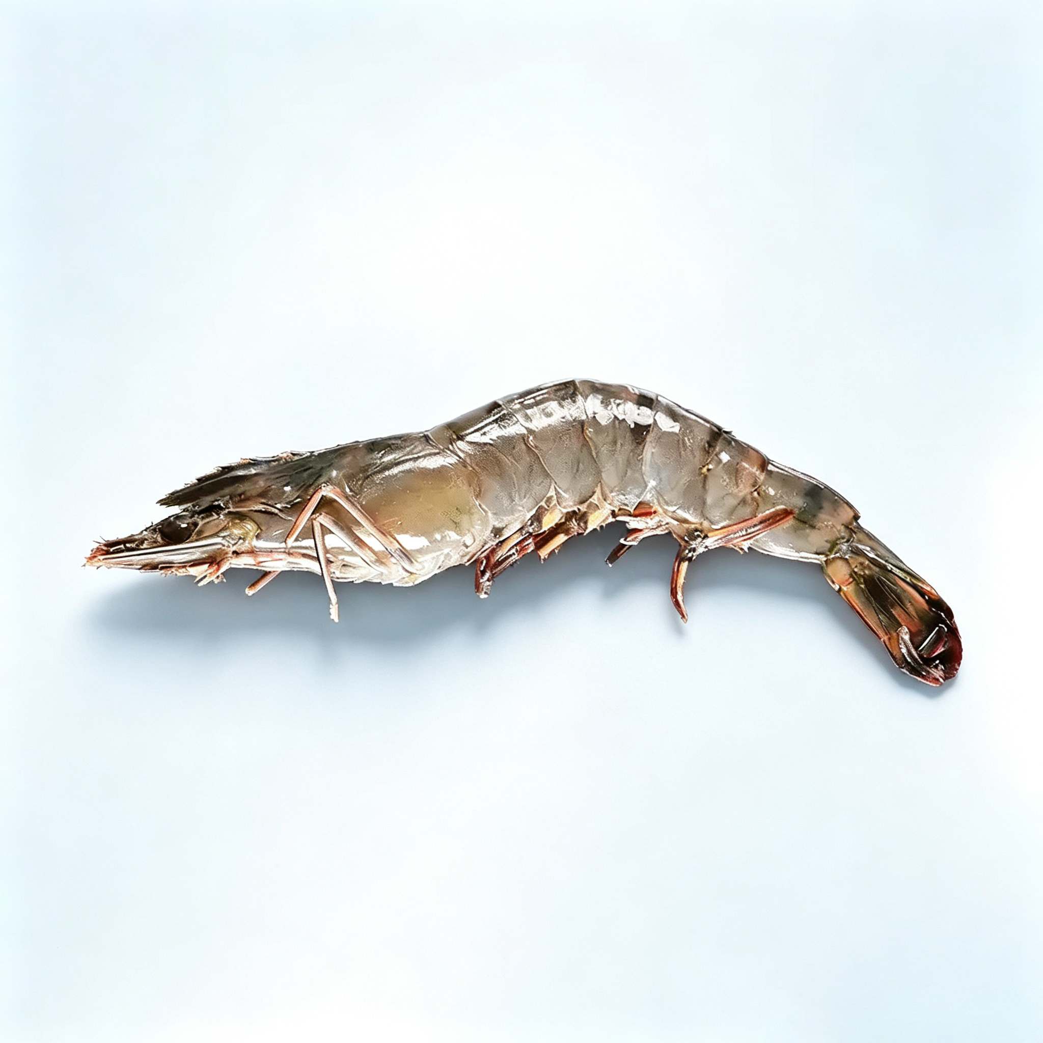 Frozen Raw Whole Prawns